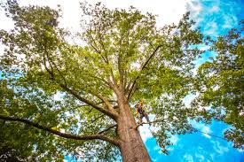 Best Storm Damage Tree Cleanup  in Uvalde, TX