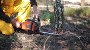 Best Tree Risk Assessment  in Uvalde, TX