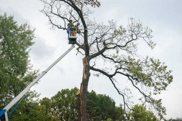 Reliable Uvalde, TX  Tree Services Solutions