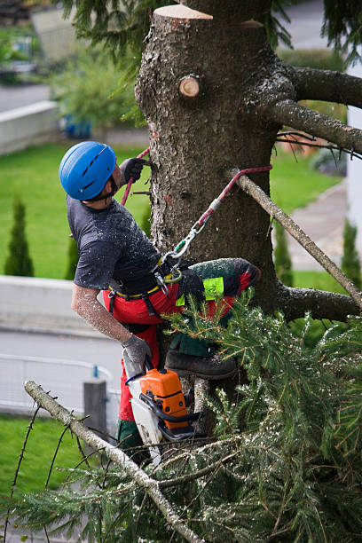 Best Fruit Tree Pruning  in Uvalde, TX