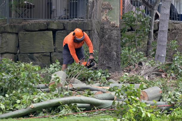 Best Hazardous Tree Removal  in Uvalde, TX