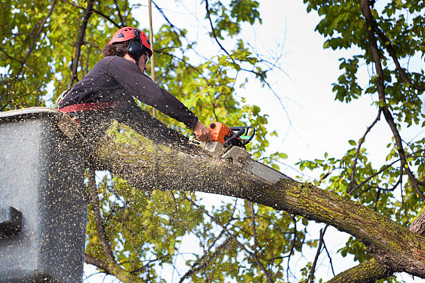 Best Tree Mulching Services  in Uvalde, TX